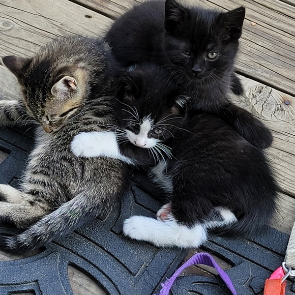 Meet your Posher, Sandy - Picture 1 of 1